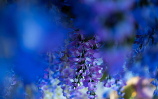 whisteria